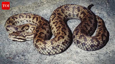  Venomous Himalayan pit viper turns out to be five separate species in a scientific twist