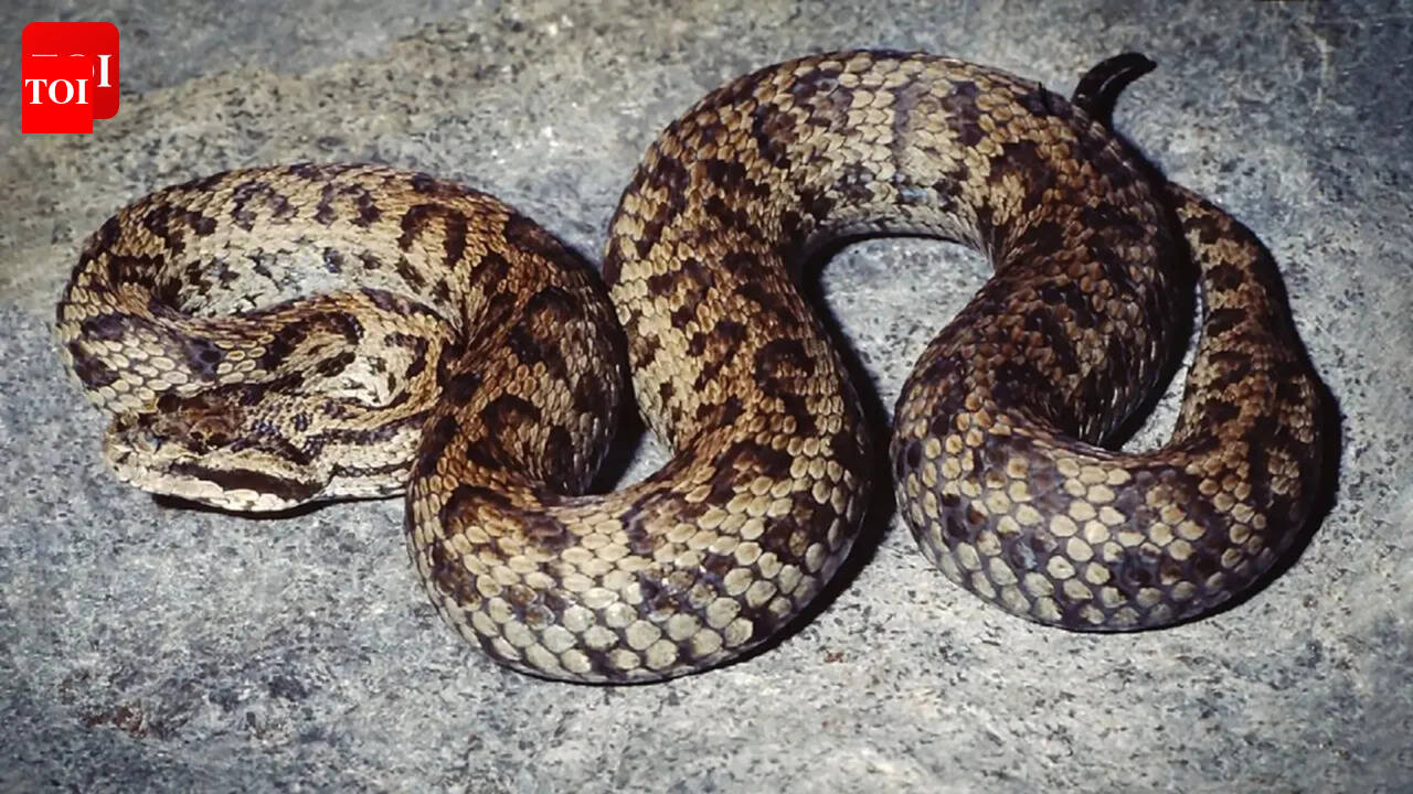 One snake, five surprises: Venomous Himalayan pit viper turns out to be five separate species in a scientific twist