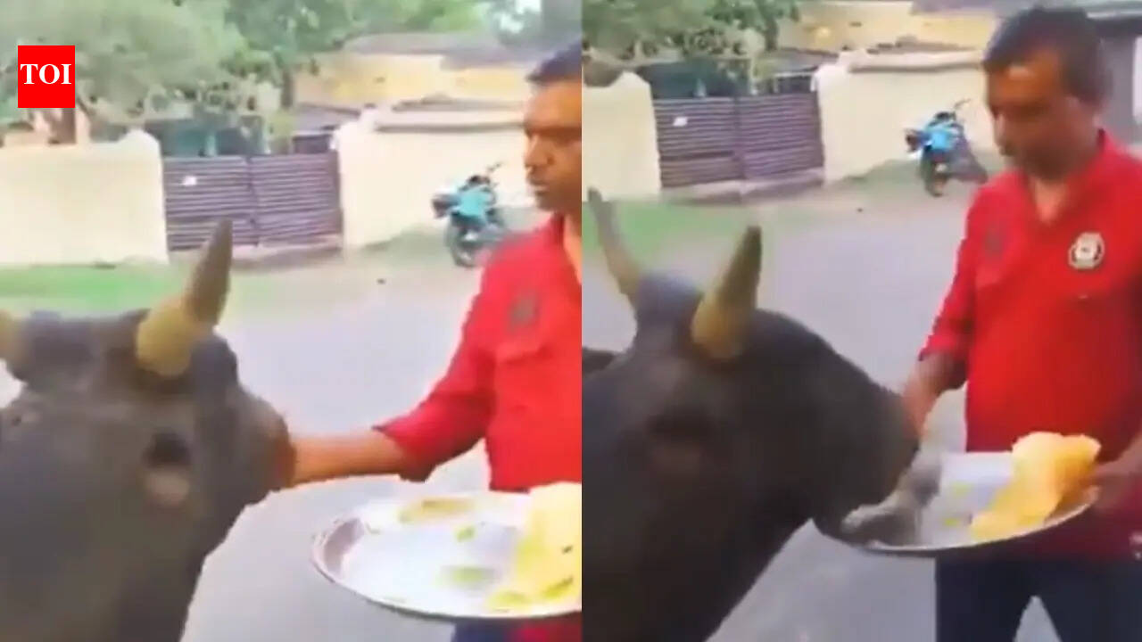 'The purest thing online’: Simi Garewal’s video of bull waiting patiently for dosas wins hearts