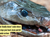 Meet the 'deadly chaser' snake whose venom stops your heart, brain and kills you in under an hour