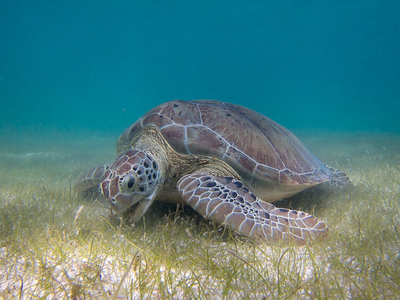 Hawaiians spotted sea turtles with mysterious 'graffiti' on their backs and it sparked a 600-person mission to save the species