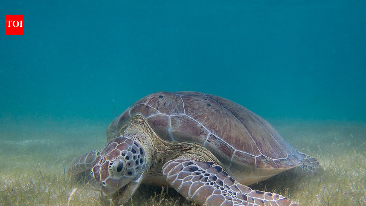 Hawaiians spotted sea turtles with mysterious 'graffiti' on their backs and it sparked a 600-person mission to save the species