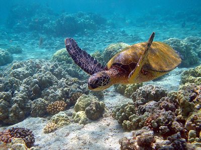 Hawaiians spotted sea turtles with mysterious 'graffiti' on their backs and it sparked a 600-person mission to save the species