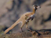 Smallest dinosaur, about the size of a crow, found