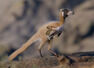 Smallest dinosaur, about the size of a crow, found