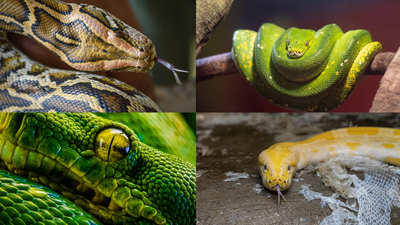 10 types of pythons found across the world: Meet the world’s longest, rarest, and most powerful snakes