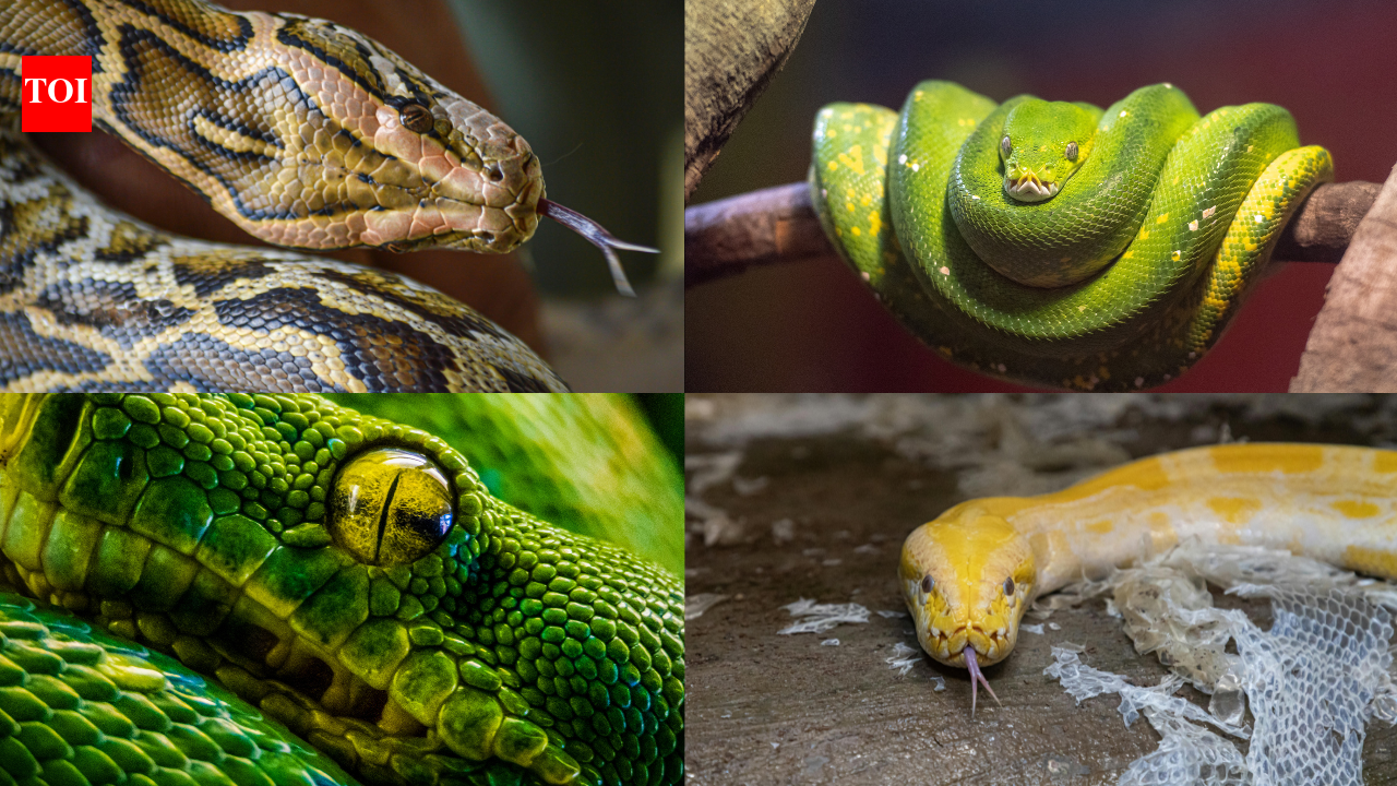 10 types of pythons found across the world: Meet the world’s longest, rarest, and most powerful snakes