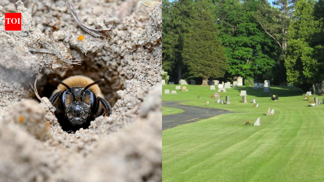Scientists discover 5.5 million bees living beneath a New York cemetery for over 100 years and it could help save vulnerable pollinators