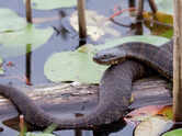 From ponds to oceans: 7 snakes that quietly live in water