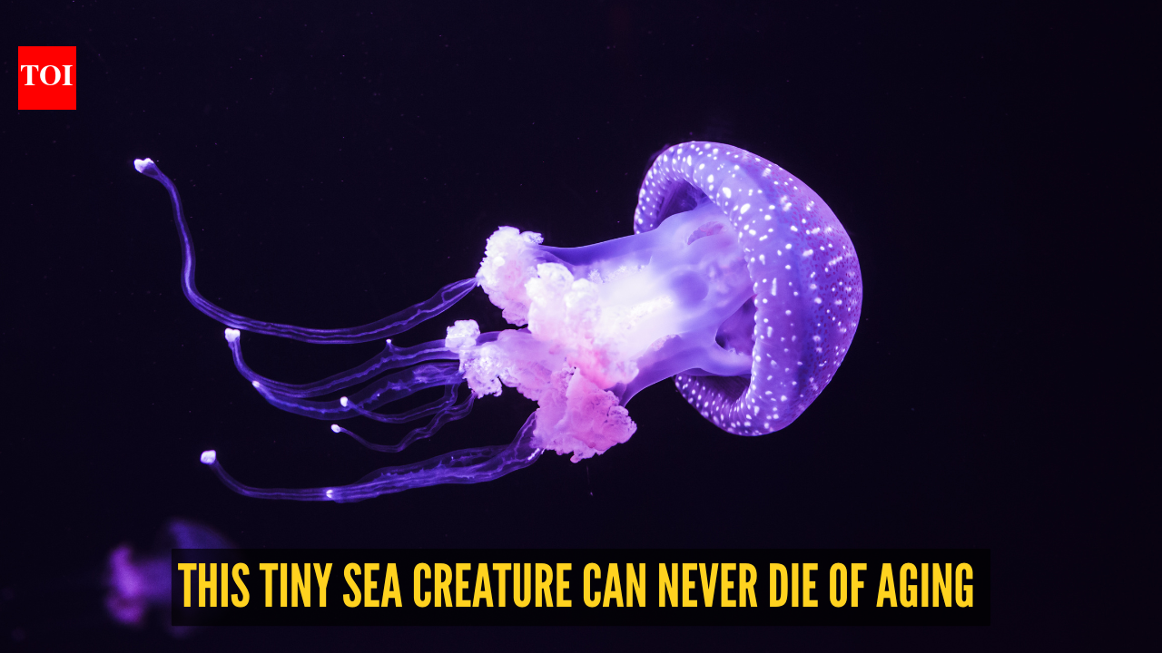 Fact of the day: This tiny sea creature can never die of aging