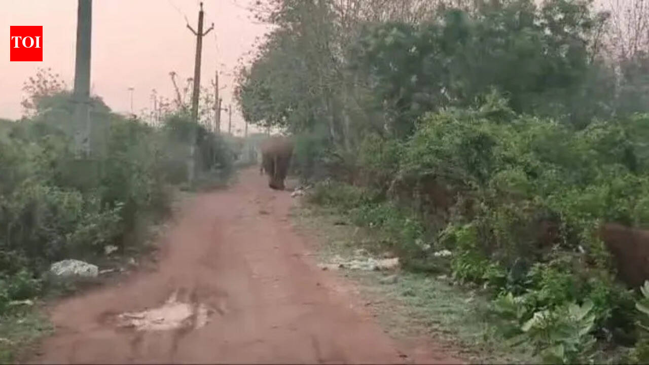 Chandaka makhana elephant strays into Pathargadia triggering panic