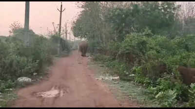 Chandaka makhana elephant strays into Pathargadia triggering panic