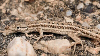 New lizard species found in Rajasthan, Mesalina’s first record in India
