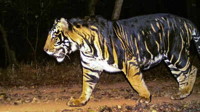 Severed legs of missing man discovered in Similipal Tiger Reserve of Odisha