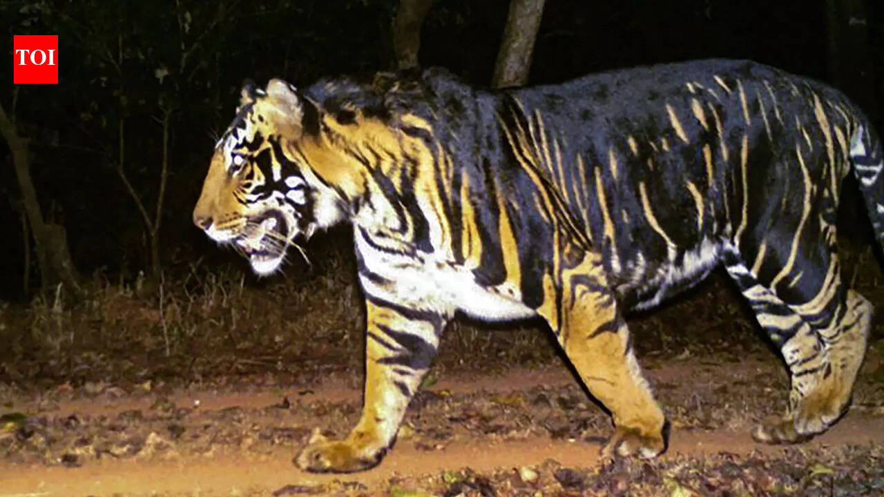Severed legs of missing man discovered in Similipal Tiger Reserve of Odisha
