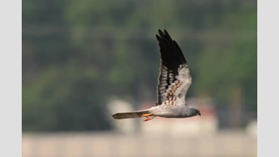 Ringed harrier makes Nemmeli seasonal home