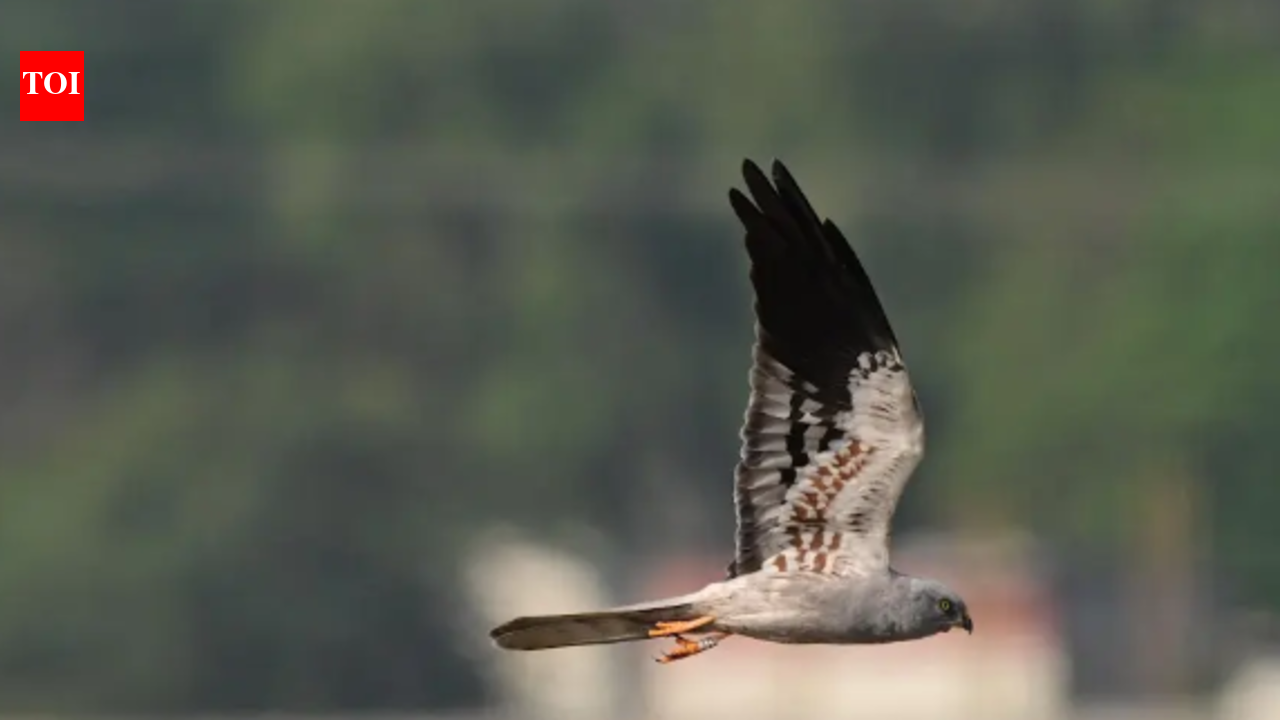 Ringed harrier makes Nemmeli seasonal home