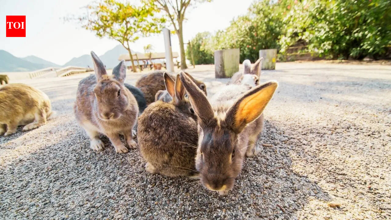 Why this remote Japanese island keeps going viral–meet the island’s most unusual residents