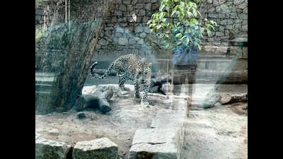 Coolers for lions, tigers; pools for otters at Ahmedabad zoo