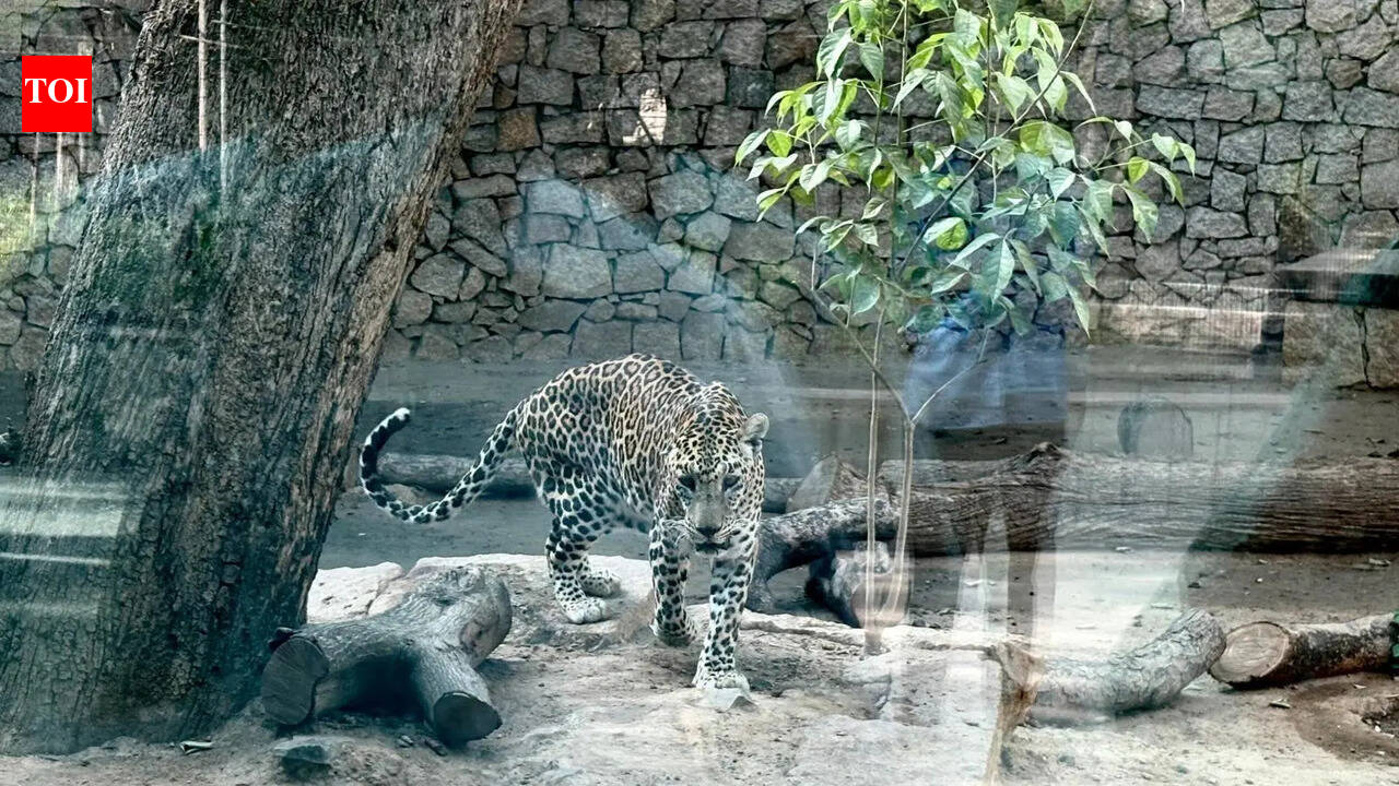 Coolers for lions, tigers; pools for otters at Ahmedabad zoo