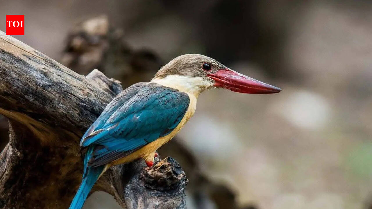 Mangrove jewel Bhitarkanika hosts 7 species of kingfishers