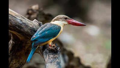 Mangrove jewel Bhitarkanika hosts 7 species of kingfishers