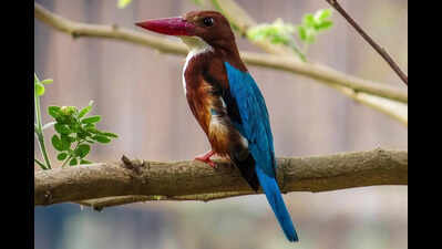 Mangrove jewel Bhitarkanika hosts 7 species of kingfishers