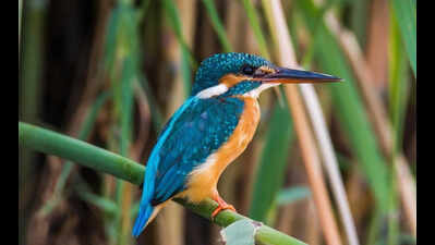 Mangrove jewel Bhitarkanika hosts 7 species of kingfishers