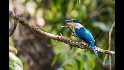 Mangrove jewel Bhitarkanika hosts 7 species of kingfishers