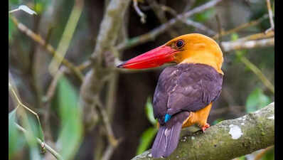 Mangrove jewel Bhitarkanika hosts 7 species of kingfishers
