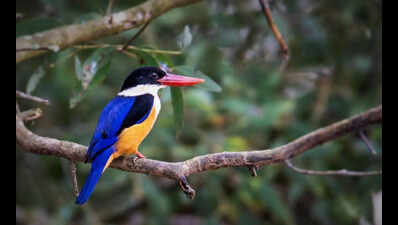 Mangrove jewel Bhitarkanika hosts 7 species of kingfishers