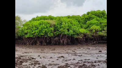 Raigad collector strikes down 30-acre private forest land diversion in Navi Mumbai