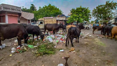 Before four-bin segregation, Jaipur needs basic cleanup