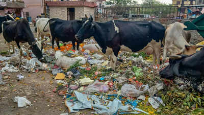 Before four-bin segregation, Jaipur needs basic cleanup