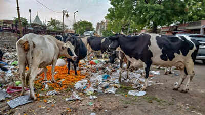 Before four-bin segregation, Jaipur needs basic cleanup