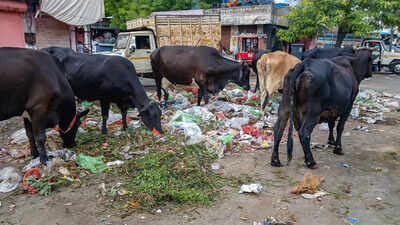 Before four-bin segregation, Jaipur needs basic cleanup