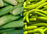 Cucumber (Kheera) vs Snake Cucumber (Kakdi): Which is more hydrating and how much to consume daily
