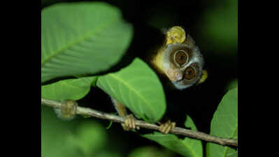 Endangered slender loris spotted outside protected forest in South Goa