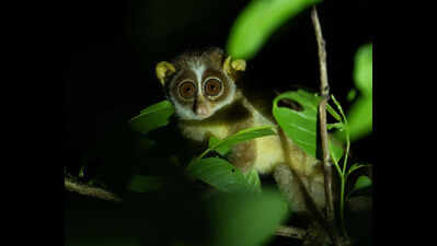 Endangered slender loris spotted outside protected forest in South Goa