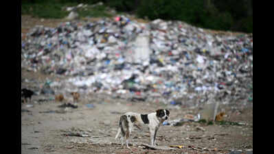 Stray dogs will turn aggressive without food: Outfit working for animals