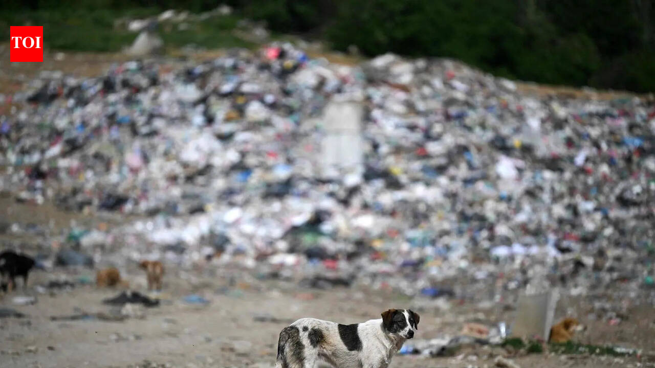 Stray dogs will turn aggressive without food: Outfit working for animals