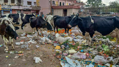 Before four-bin segregation, Jaipur needs basic cleanup