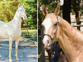 5 of the most beautiful horse breeds in the world