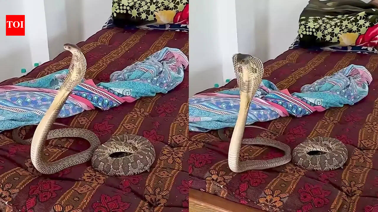 Cobra and viper spotted hiding inside bedding: Viral video sparks concern amid rising temperatures