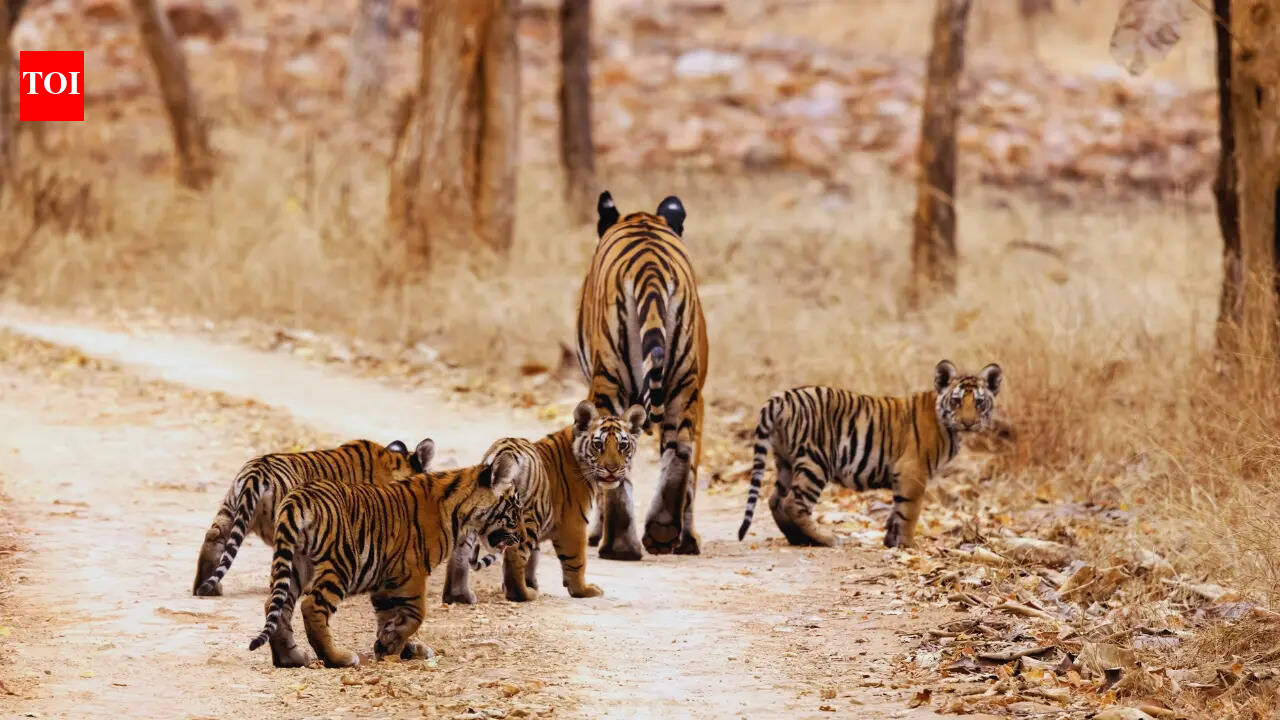 Last chance to spot tigers: These Indian national parks are closing for the monsoon season in June