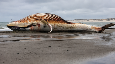 The whale mystery: Millions tried to save Timmy and spent $1.5 million on his rescue, but his bloated body was later found near Denmark