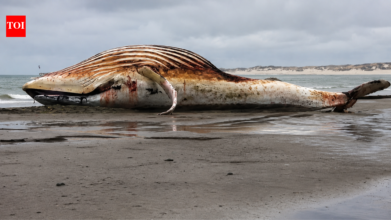 The whale mystery: Millions tried to save Timmy and spent .5 million on his rescue, but his bloated body was later found near Denmark