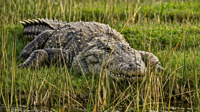 Can crocodiles climb trees? A rare behaviour that is more common than you think
