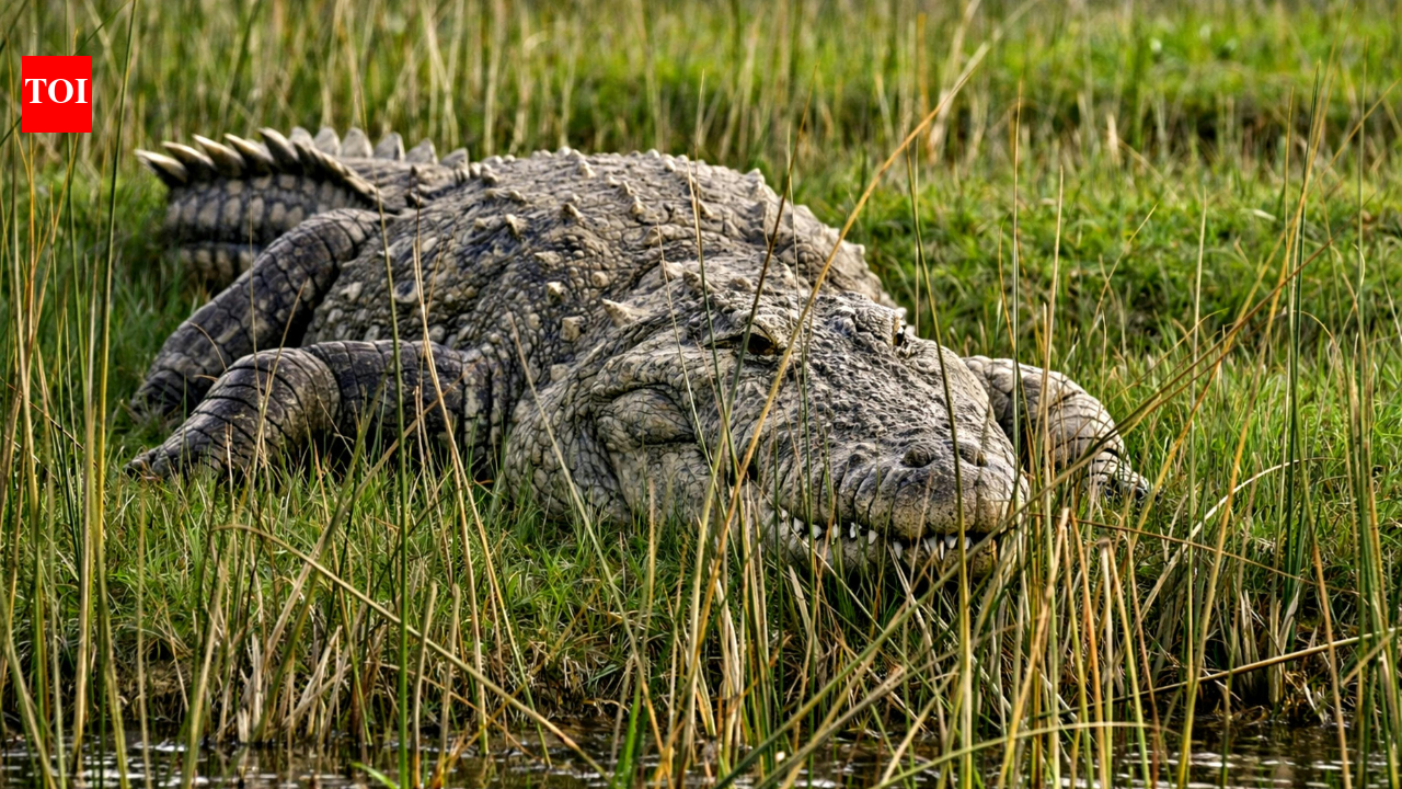 Can crocodiles climb trees? A rare behaviour that is more common than you think