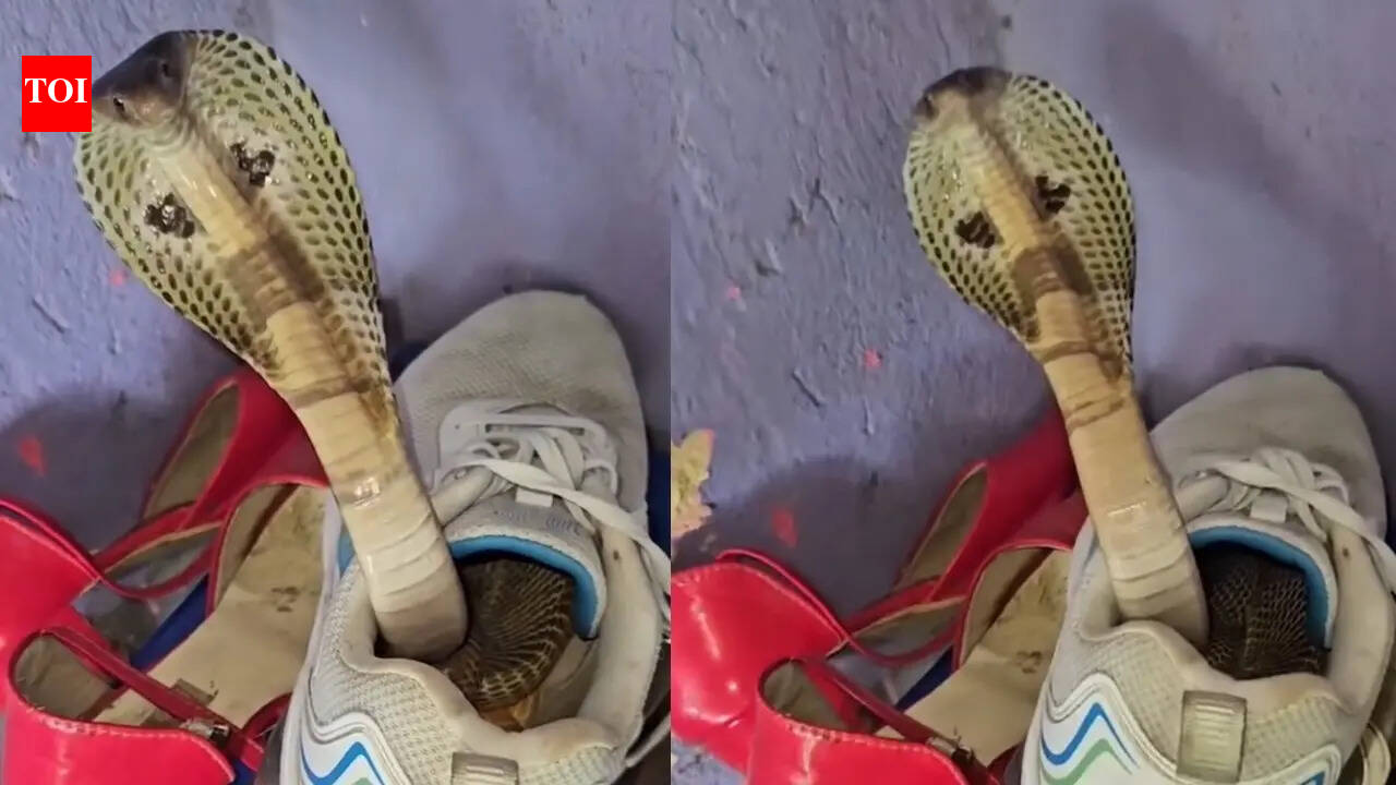 Snake found hiding inside a shoe; the viral video that has people double-checking their footwear